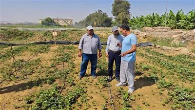 «الزراعة» تعلن تصدير 5.6 مليون شتلة فاكهة متنوعة إلى 9 دول