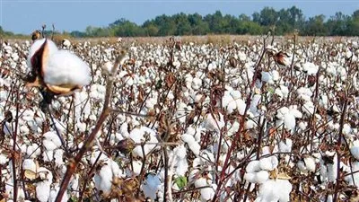 «الزراعة» تحدد أصناف القطن المرخص بالمحالج خلال موسم 2025-2026