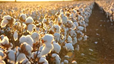 وزارة «الزراعة» تقرر حظر نقل القطن بين الوجهين القبلي والبحري