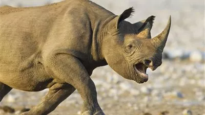 بالفيديو..وحيد قرن يغادر المحمية ويتجول في الشوارع