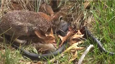 بالفيديو .. معركة مثيرة بين أرنب وثعبان