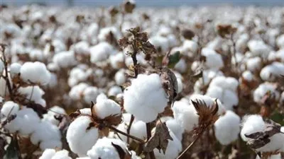 «قطاع الأعمال»: إجراء أول مزاد على الأقطان بالفيوم وبني سويف لموسم 2020