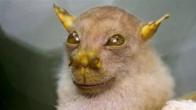 بالفيديو.. مواطن روسي يحاول تهريب حيوانات نادرة إلى موسكو