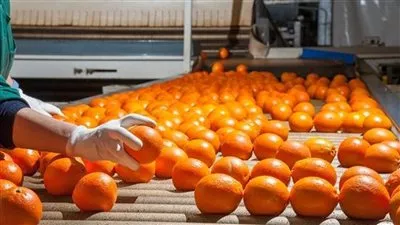 مصر تنجح في فتح سوق الدومينكان أمام الموالح والرمان