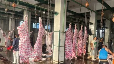 «الزراعة»: استقبال 705.9 ألف رأس ماشية بالمجازر الحكومية خلال 6 أشهر