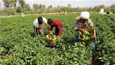 تعديل النظام الداخلي لـ 4 جمعيات تعاونية زراعية بمحافظتي المنوفية وكفر الشيخ