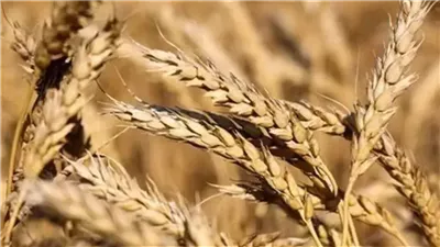 القمح ينخفض 3% مع إعلان ترامب وقف إطلاق النار