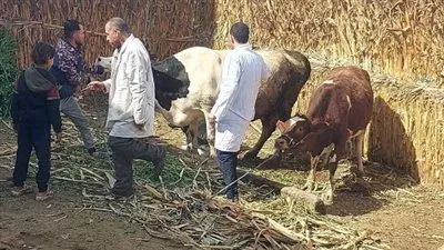 وزارة «الزراعة» تُحذر من تداول لقاحات مجهولة المصدر للتحصين ضد «الحمى القلاعية»