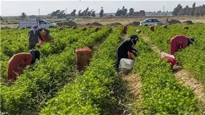 تعديل النظام الداخلي لـ 43 جمعية تعاونية زراعية بمحافظتي الإسماعيلية والمنوفية