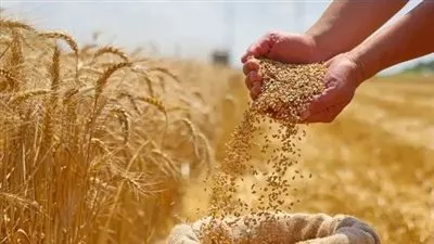 وزارة «التموين» تقرر تعديل أسعار توريد القمح المحلي لموسم 2026