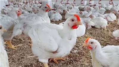ضبط وإعدام 3 أطنان من الدواجن النافقة وغير الصالحة للاستهلاك الآدمي بالجيزة