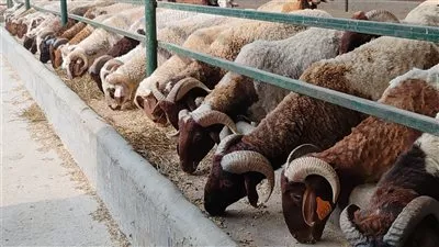 الحكومة: تكثيف الجهود لتوفير الأضاحي واللحوم بأسعار مناسبة استعدادًا لعيد الأضحى