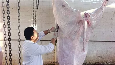 «الزراعة»: ذبح 35.5 ألف أضحية بالمجازر الحكومية مجاناً خلال عيد الأضحى
