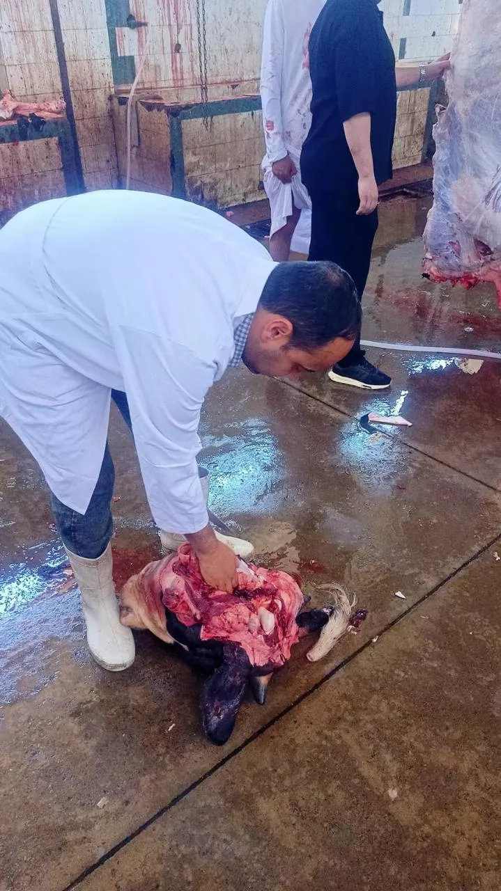 الزراعة تعلن ذبح 35,514 أضحية بالمجازر الحكومية