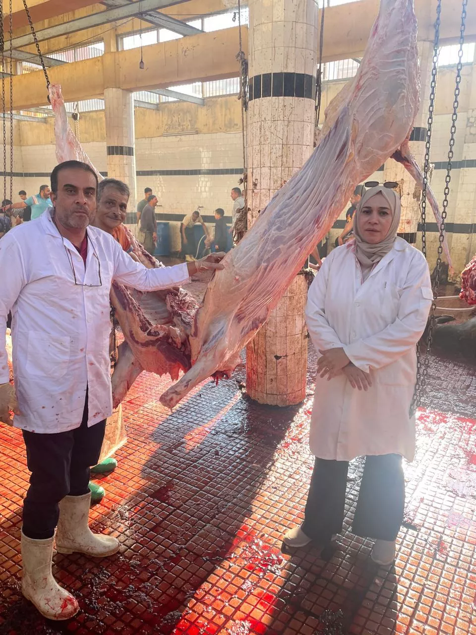 الزراعة تعلن ذبح 35,514 أضحية بالمجازر الحكومية