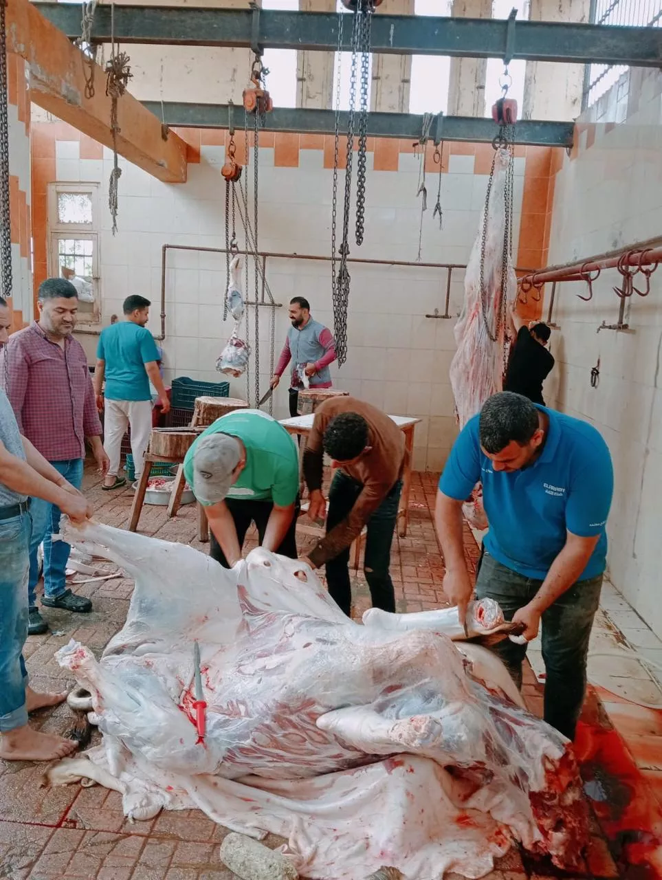 الزراعة تعلن ذبح 35,514 أضحية بالمجازر الحكومية