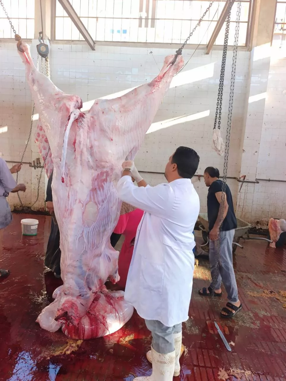 الزراعة تعلن ذبح 35,514 أضحية بالمجازر الحكومية