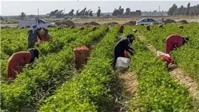 تعديل النظام الداخلي لـ 10 جمعيات تعاونية زراعية في البحيرة