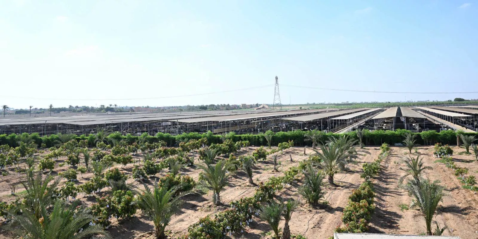 مشروعات الإنتاج الزراعي 