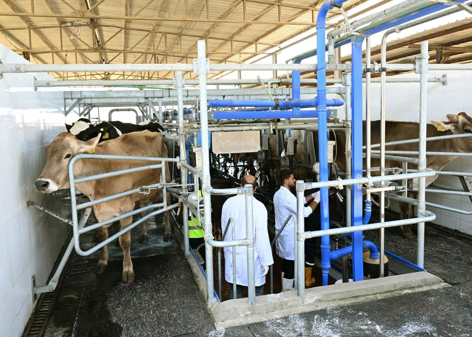رئيس الوزراء يتفقد محطة الإنتاج الحيواني وتصنيع الألبان