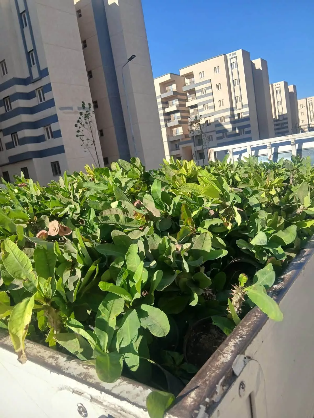 وزيرة الإسكان تتابع موقف عدد من المشروعات بمدينة 15 مايو