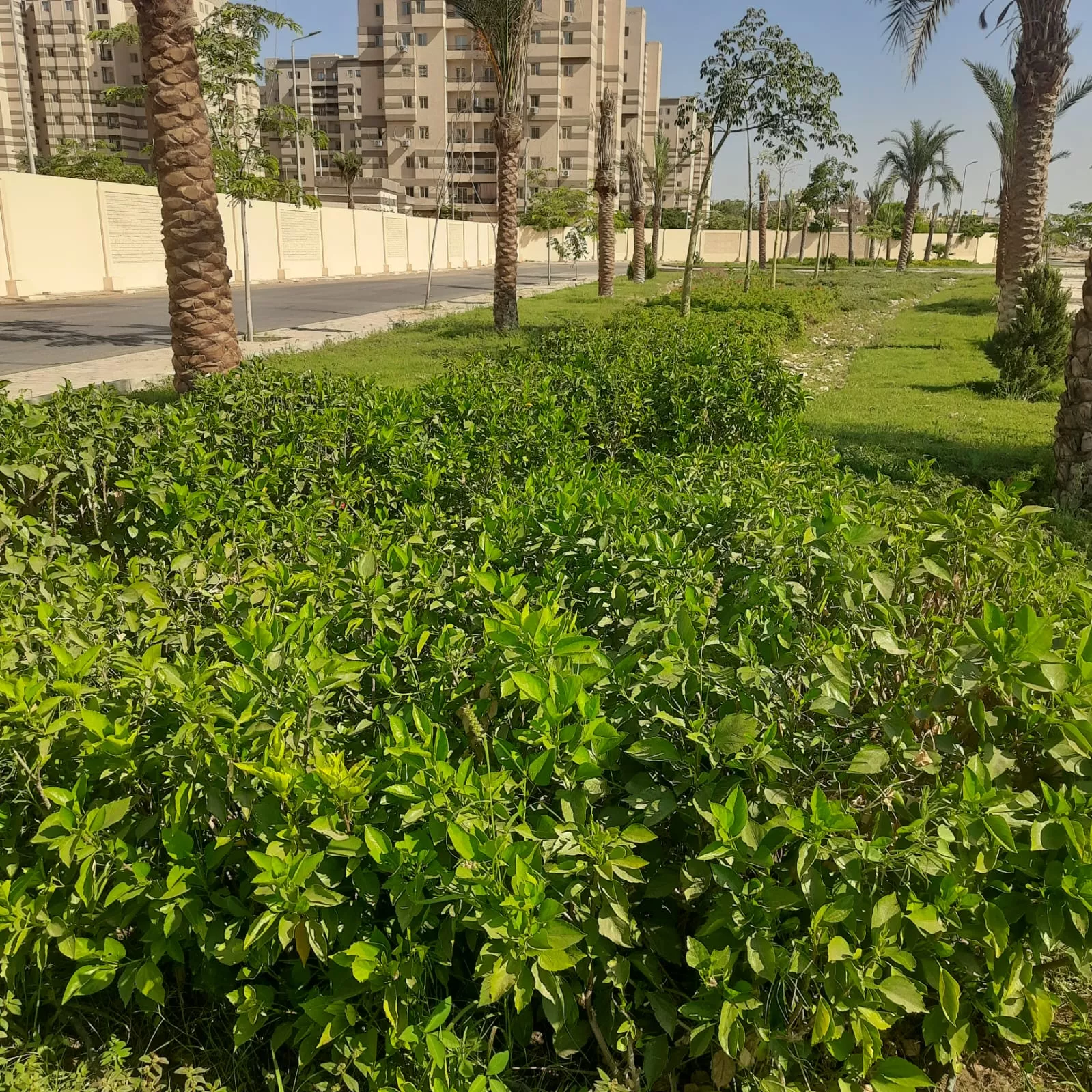 مشروعات الطرق والمرافق بمدينتي الشيخ زايد وحدائق أكتوبر