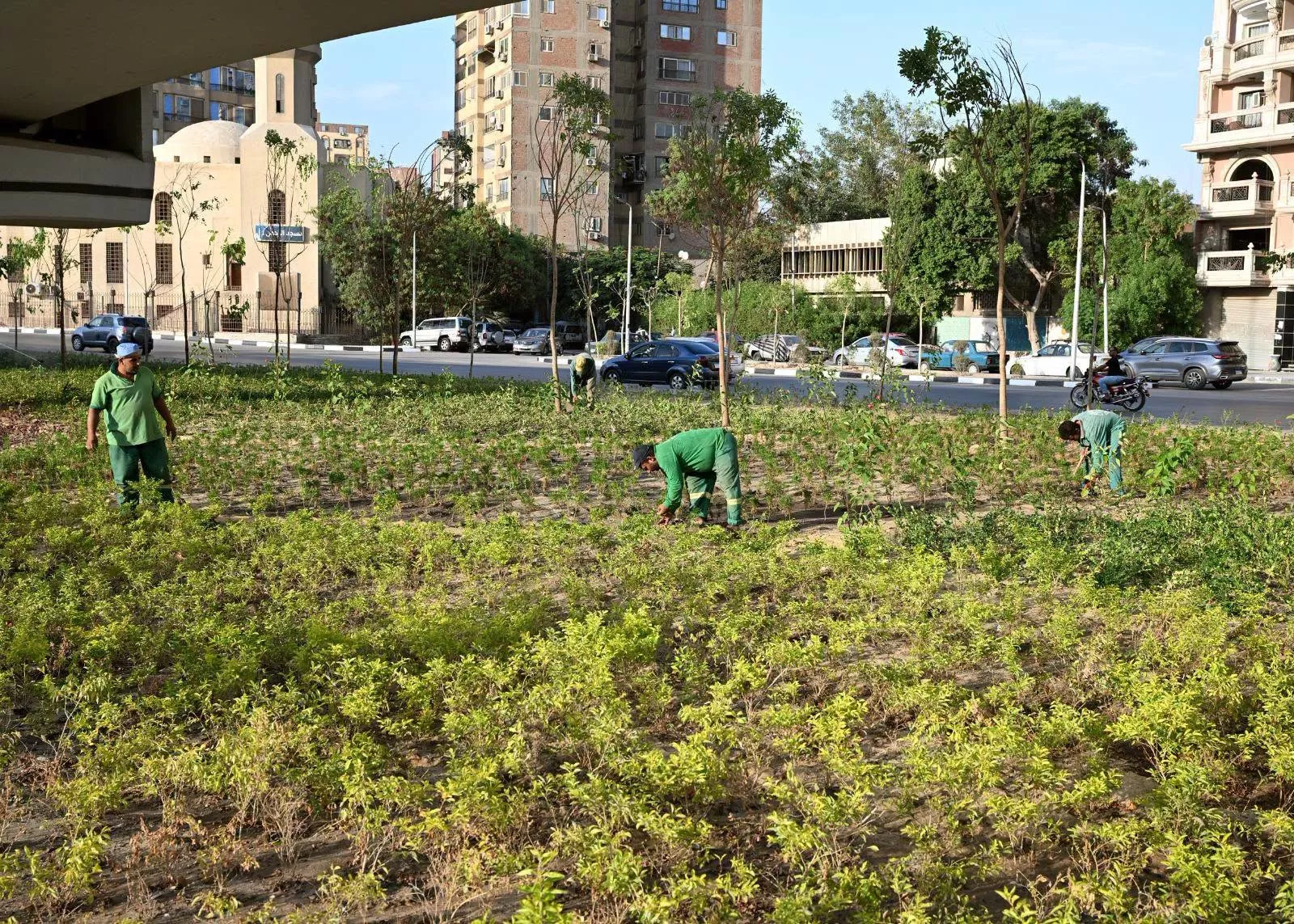 مدبولي يتفقد عدد من مشروعات الزراعة والتشجير بمحافظة القاهرة