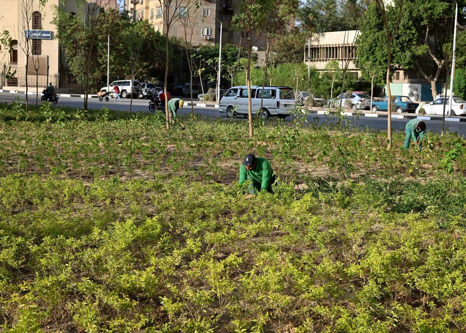 مدبولي يتفقد عدد من مشروعات الزراعة والتشجير بمحافظة القاهرة