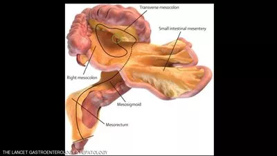 علماء يكتشفون عضوا جديدا في جسم الإنسان (صور)