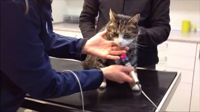 يالفيديو..علاج قط بالابر الصينية فى ريودى جانيرو