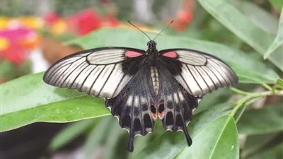 بالفيديو.. افتتاح أكبر حديقة فراشات بالعالم في 