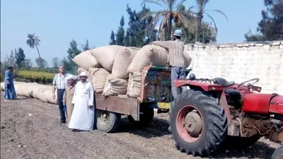 «قطاع الأعمال»: بيع 32,8 ألف قنطار فى مزادات القطن حتى الآن