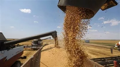 الحكومة تنفي الإفراج عن شحنات قمح فاسدة وغير صالحة للاستهلاك