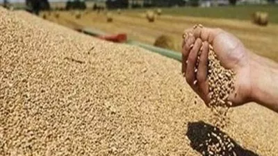 «السلع التموينية» تشتري 360 ألف طن قمح روسي وأوكراني وروماني