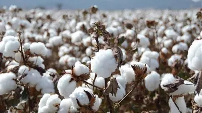 «قطاع الأعمال»: بيع 47 ألف قنطار فى مزادات القطن خلال 50 يوماً
