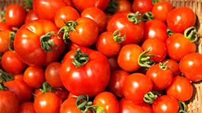شعبة الخضار: إرتفاع أسعار الطماطم بالأسواق بسبب العروة الشتوية