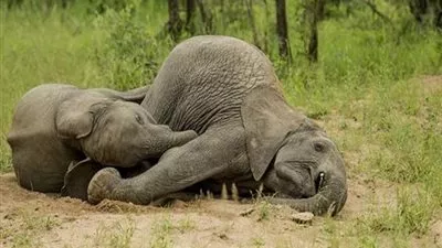 هل تسكر الحيوانات؟