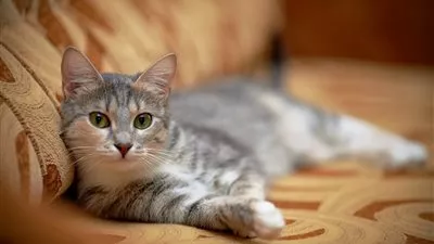 دراسة: علاقة بين عدوي القطط للإنسان والأمراض النفسية