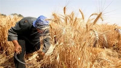 «معلومات الوزراء» يستعرض أبرز ملامح منظومة زراعة وتوريد القمح في 2022