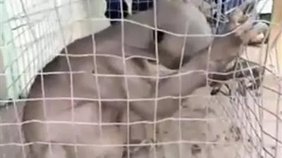 بالفيديو..حيوان غريب تم العثور عليه داخل بحيرة في 