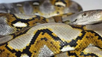 عالم بريطاني : اكتشاف ثعبان بـ 4 أطراف