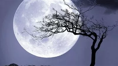 معهد الفلك: مصر تشهد 