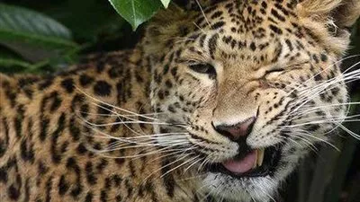 بالفيديو.. معركة مثيرة بين نمر وحارس غابة 