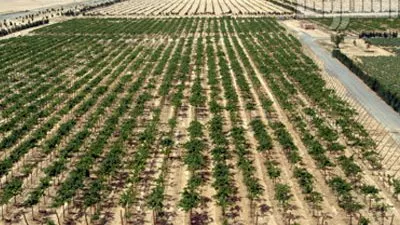 فتح باب التقدم كمهلة أخيرة للتعامل على أراضى الحزام الأخضر بـ 6 أكتوبر 