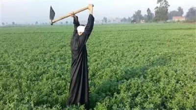 750.2 مليار جنيه إجمالي الناتج المحلي لقطاع الزراعة في مصر خلال عام