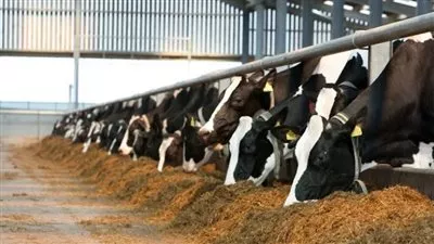 «الريف المصرى» يطلق مبادرة لتشجيع مشروعات الثروة الحيوانية بالـ1.5 مليون فدان