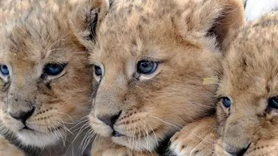 بالفيديو.. حديقة سفاري 