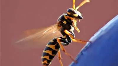 انتشار الدبابير القاتلة في فرنسا بسبب ارتفاع درجات الحرارة