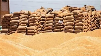 الحكومة تحدد سعر شراء القمح بين 555 و575 جنيها للأردب