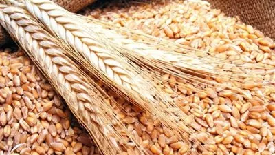«السلع التموينية» تتعاقد على استيراد 470 ألف طن قمح 